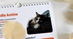 kotorysunki 2024 fundacja kot agnieszka cholewiak góralczyk surowe kotki
